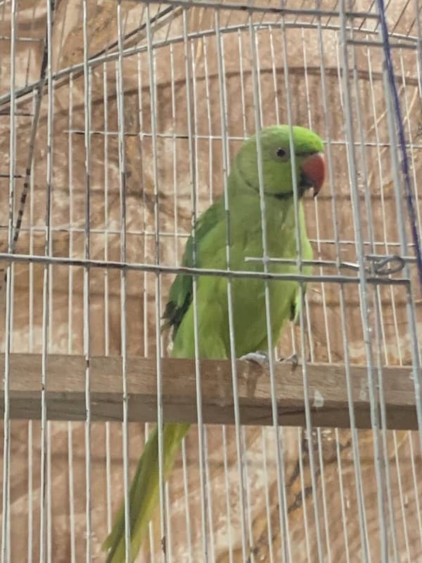 Yellow Green Breed Parrot 8