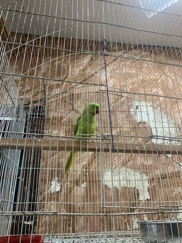 Yellow Green Breed Parrot 11