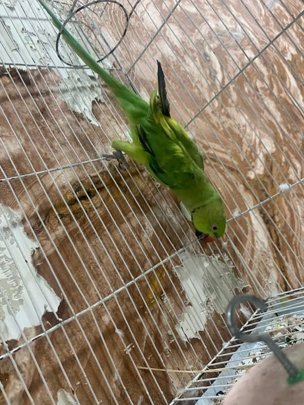 Yellow Green Breed Parrot 13