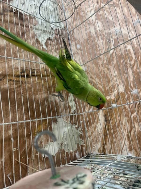 Yellow Green Breed Parrot 15