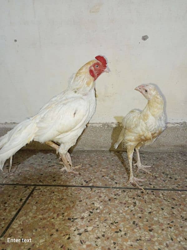 l'm selling pair of hen 0