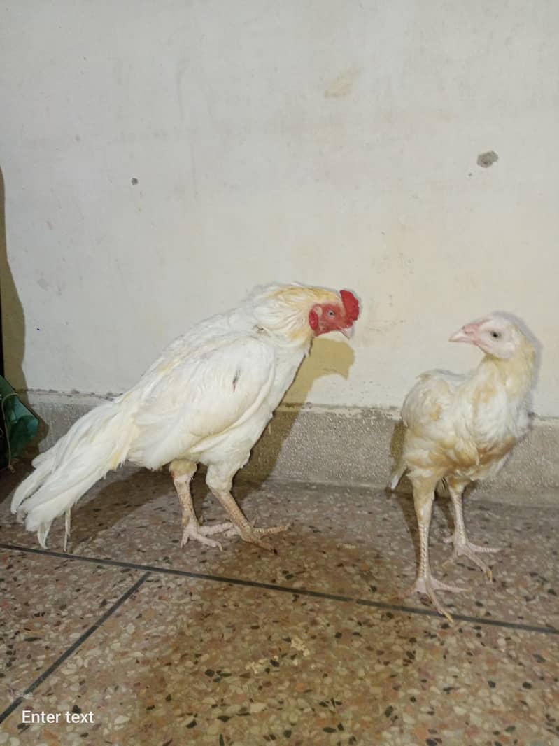 l'm selling pair of hen 1