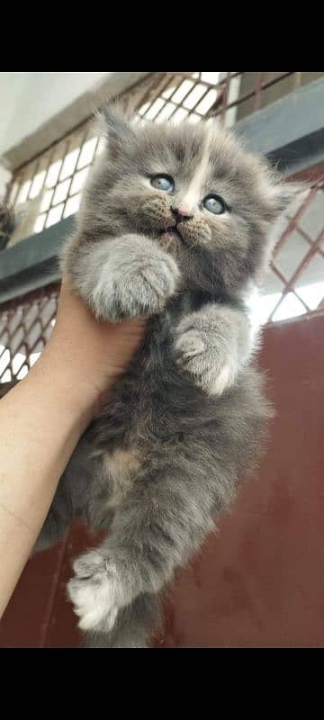 Persian Cats Available 03207679060 Whattsapp Contact me 4