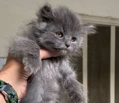 persian kittens for sale