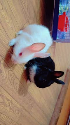 Rabbit pair