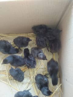 ayam cemani Chick sale and White Aseel Chick sale