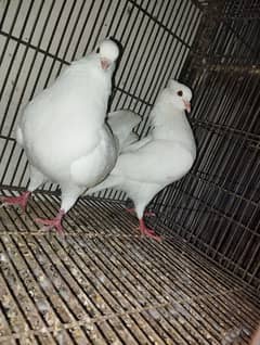 King Pigeon Pair High Quality