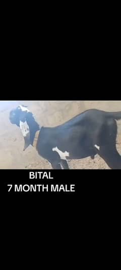 Bital Bakra ready for sale