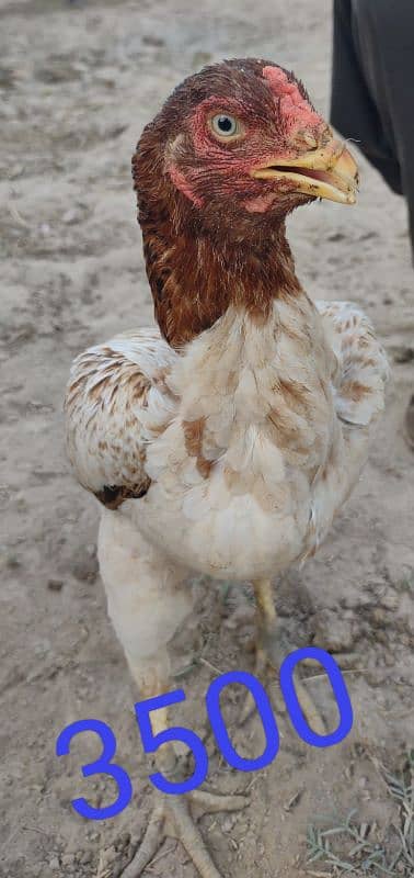 Male & Female Hens 0