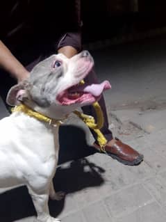 American pitbull stud male available