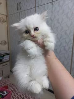 Persian Kittens for sale- Females