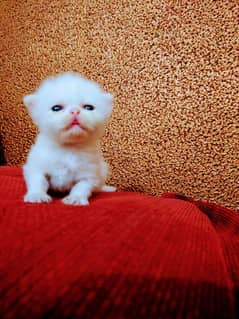 call for details Persian cat triple coated pekki face different prices