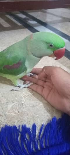 Raw Talking Parrot Friendly Bird For Sale 0