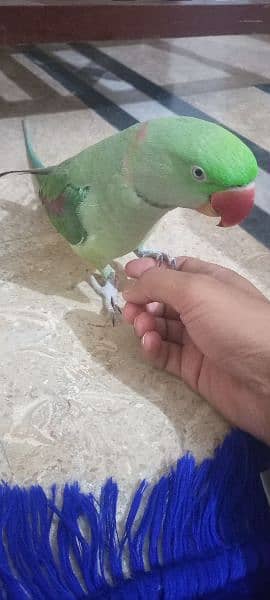 Raw Talking Parrot Friendly Bird For Sale 1