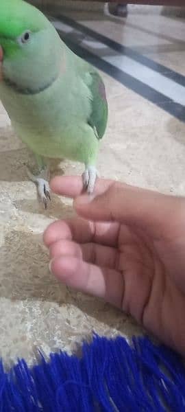 Raw Talking Parrot Friendly Bird For Sale 2