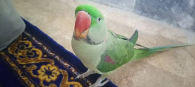 Raw Talking Parrot Friendly Bird For Sale 3