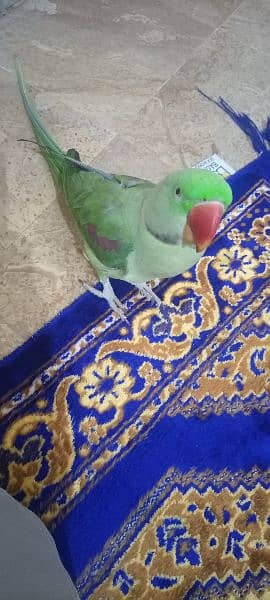 Raw Talking Parrot Friendly Bird For Sale 4