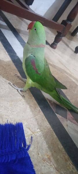 Raw Talking Parrot Friendly Bird For Sale 5