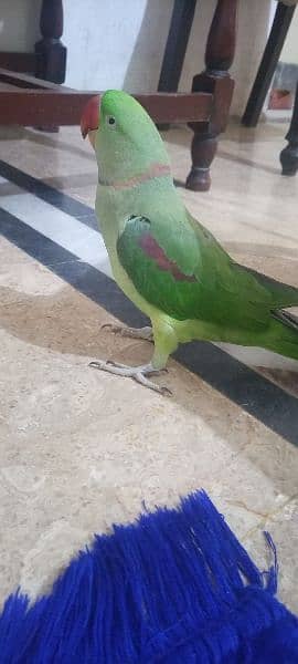 Raw Talking Parrot Friendly Bird For Sale 6