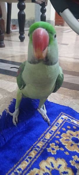 Raw Talking Parrot Friendly Bird For Sale 7