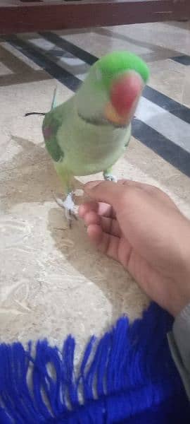 Raw Talking Parrot Friendly Bird For Sale 8