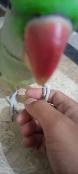 Raw Talking Parrot Friendly Bird For Sale 9