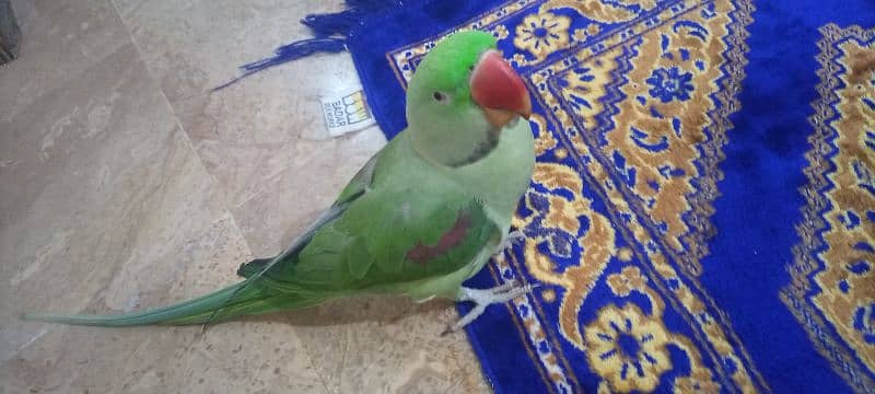 Raw Talking Parrot Friendly Bird For Sale 10