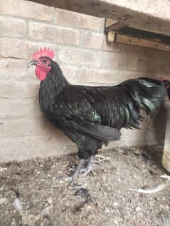 Australorp Breeder pair