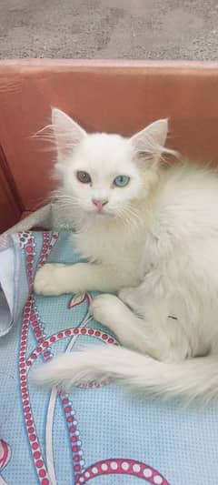 blue eyes cat longcaot