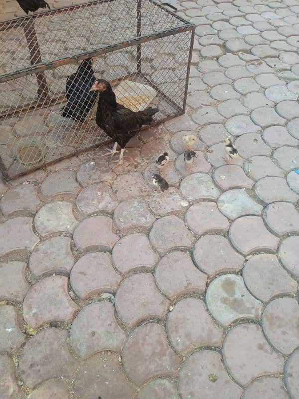 aseel chicks with mother 6