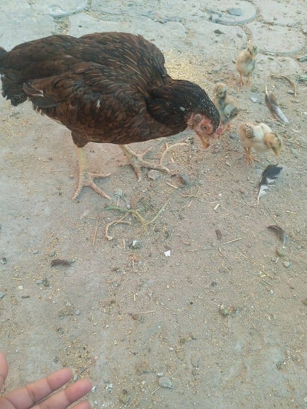 aseel chicks with mother 12