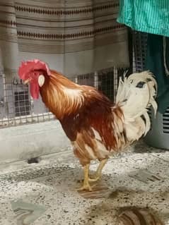 Rooster for Sale With wooden cage Mashallah