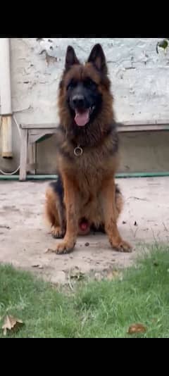 long coat German shepherd breeder Male And Female available for sale