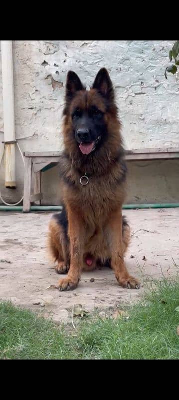 long coat German shepherd breeder Male And Female available for sale 1