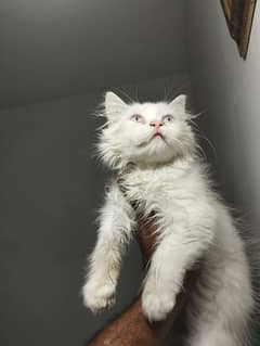 semi punch triple coat Persian cat