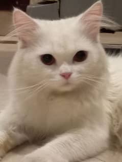 Persian male cat available for crossing/mating(not for sale)