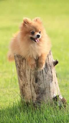 Pomeranian male for sale