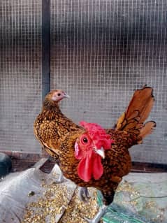 Hen Cage, pinjra For hen and birds, golden sebright 4 Sale