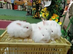 Lovely Rabbit & Bunnies for Sale (Islamabad)