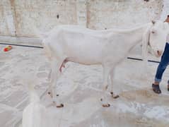 bakri