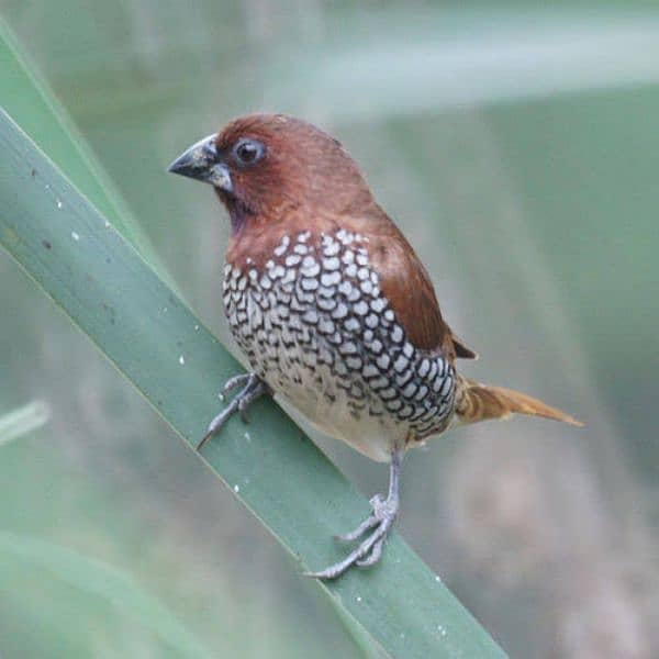 Spice finch Male 0