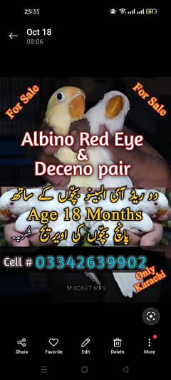 decino × albino red eye with chicks