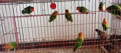 Breeder Fisher love birds