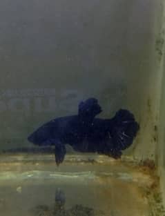 Super black star tail Betta