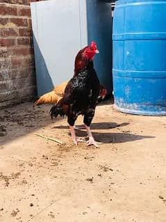 Mianwali Amroha Cross Male | Lakha Color | Fertile Egg | Quality asel