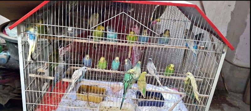 healthy birds 8-10 months age budgies parrots birds 0