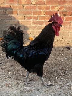 australorp hens for sale 3 in 1