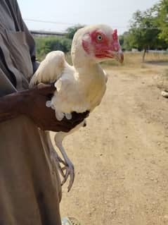 Aseel Heera Hen Murgi for sale