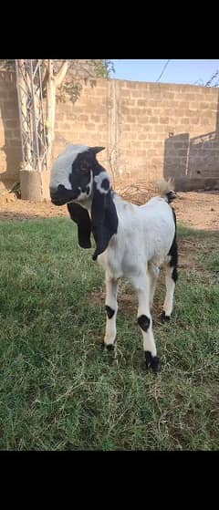 Healthy and active bakra