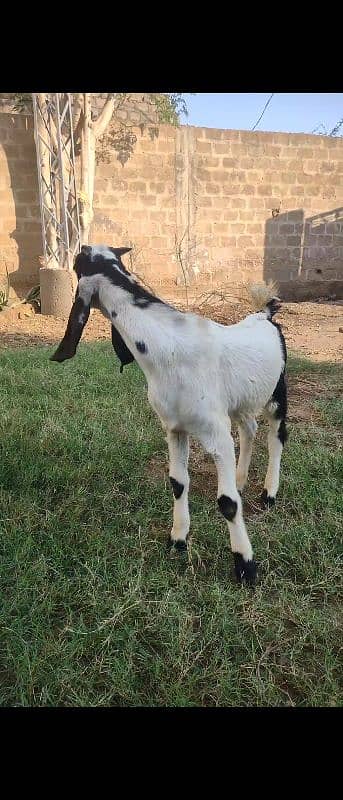 Healthy and active bakra 2